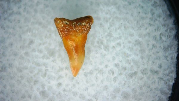 Genuine Miocene Age Cetorhinus Extinct Shark Tooth Fossil For Sale from California #25a