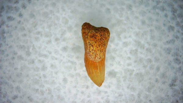 Genuine Miocene Age Cetorhinus Extinct Shark Tooth Fossil For Sale from California #26