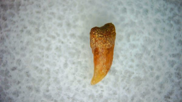 Genuine Miocene Age Cetorhinus Extinct Shark Tooth Fossil For Sale from California #26a