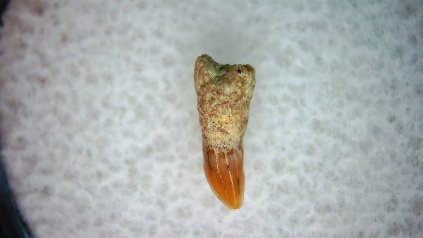 Genuine Miocene Age Cetorhinus Extinct Shark Tooth Fossil For Sale from California #27