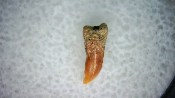 Genuine Miocene Age Cetorhinus Extinct Shark Tooth Fossil For Sale from California #27a