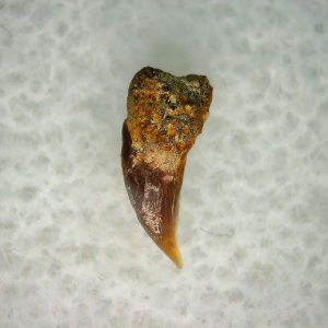 Cetorhinus Extinct Shark Tooth Fossil for Sale 28