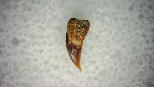 Cetorhinus Extinct Shark Tooth Fossil for Sale 28