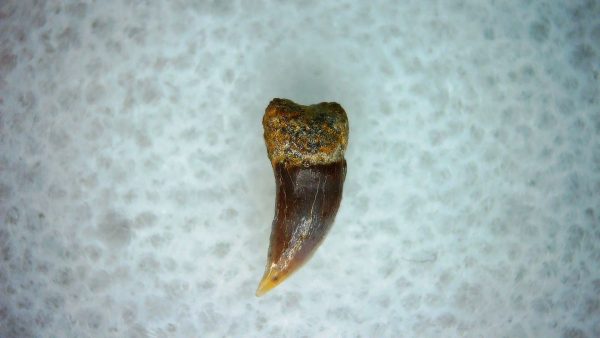 Cetorhinus Extinct Shark Tooth Fossil for Sale 28 - Image 2