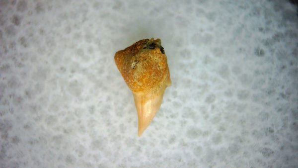 Cetorhinus Extinct Shark Tooth Fossil for Sale 29