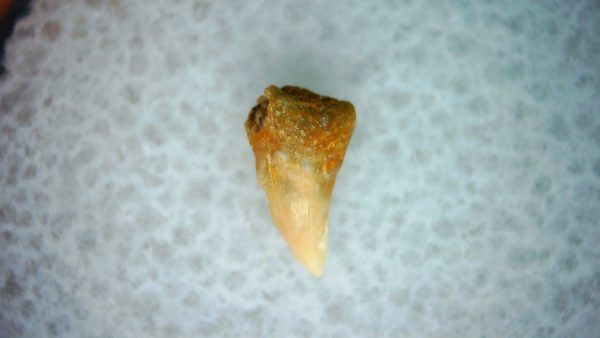 Cetorhinus Extinct Shark Tooth Fossil for Sale 29 - Image 2