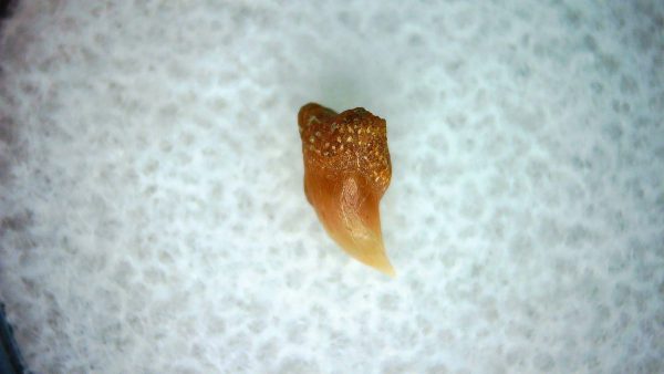 Cetorhinus Extinct Shark Tooth Fossil for Sale 30 - Image 2