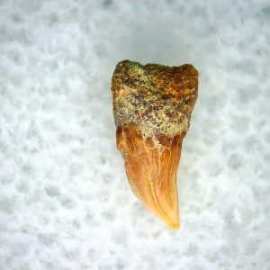 Cetorhinus Extinct Shark Tooth Fossil for Sale 31