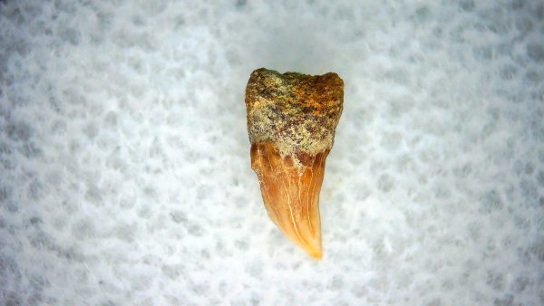 Cetorhinus Extinct Shark Tooth Fossil for Sale 31