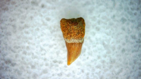 Cetorhinus Extinct Shark Tooth Fossil for Sale 31 - Image 2