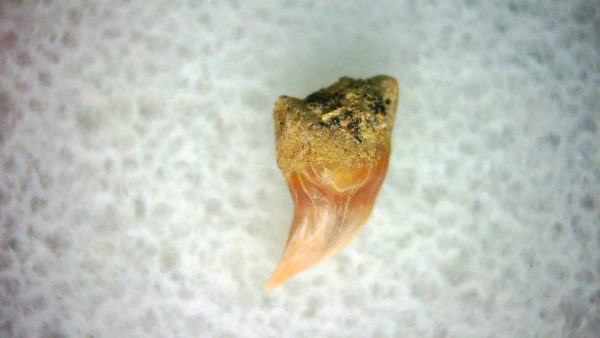Cetorhinus Extinct Shark Tooth Fossil for Sale 32