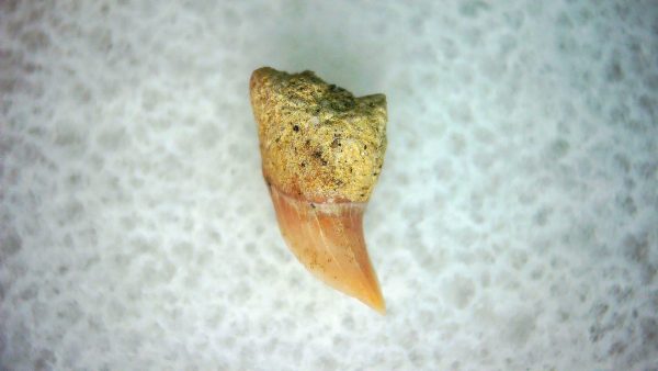 Cetorhinus Extinct Shark Tooth Fossil for Sale 32 - Image 2