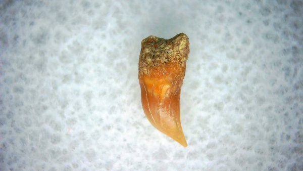 Cetorhinus Extinct Shark Tooth Fossil for Sale 33