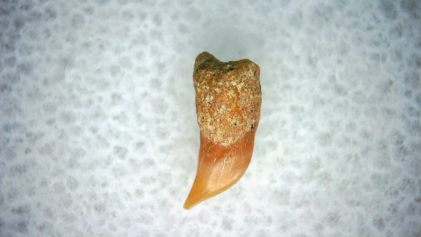 Cetorhinus Extinct Shark Tooth Fossil for Sale 33 - Image 2