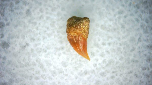 Cetorhinus Extinct Shark Tooth Fossil for Sale 34