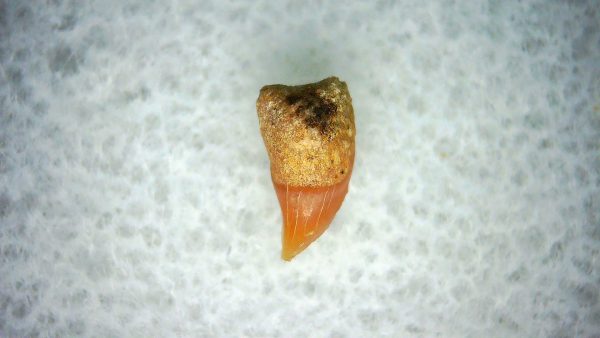 Cetorhinus Extinct Shark Tooth Fossil for Sale 34 - Image 2