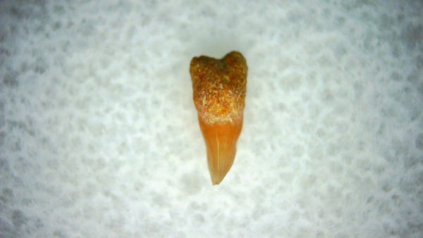 Cetorhinus Extinct Shark Tooth Fossil for Sale 35