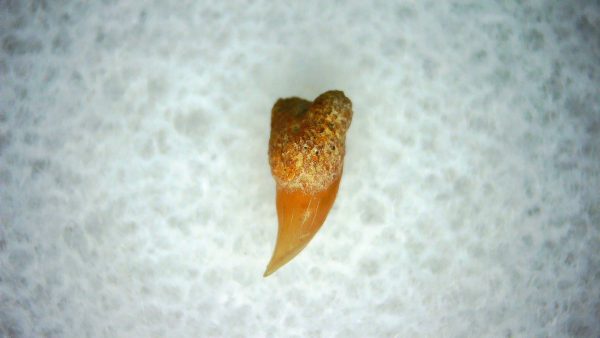 Cetorhinus Extinct Shark Tooth Fossil for Sale 35 - Image 2