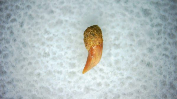 Cetorhinus Extinct Shark Tooth Fossil for Sale 36