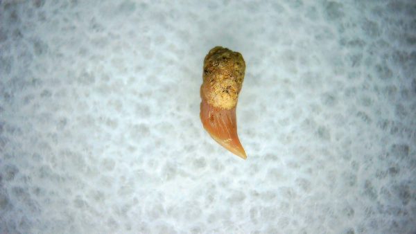 Cetorhinus Extinct Shark Tooth Fossil for Sale 36 - Image 2