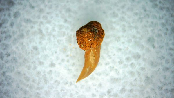 Cetorhinus Extinct Shark Tooth Fossil for Sale 37