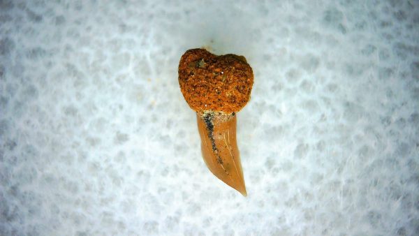 Cetorhinus Extinct Shark Tooth Fossil for Sale 37 - Image 2
