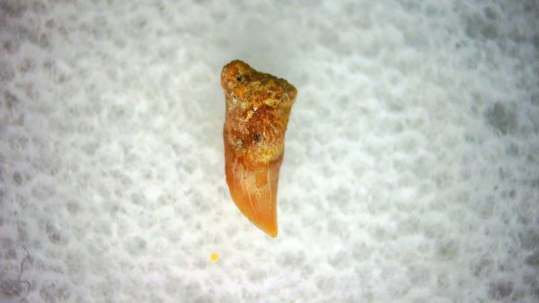 Cetorhinus Extinct Shark Tooth Fossil for Sale 38