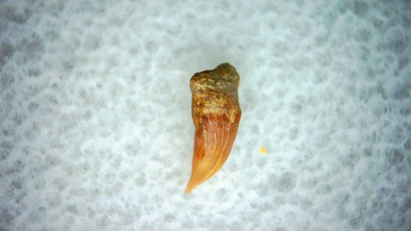 Cetorhinus Extinct Shark Tooth Fossil for Sale 38 - Image 2