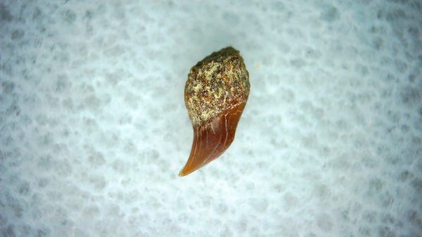 Genuine Miocene Age Cetorhinus Extinct Shark Tooth Fossil For Sale from California #39