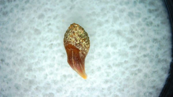 Genuine Miocene Age Cetorhinus Extinct Shark Tooth Fossil For Sale from California #39a