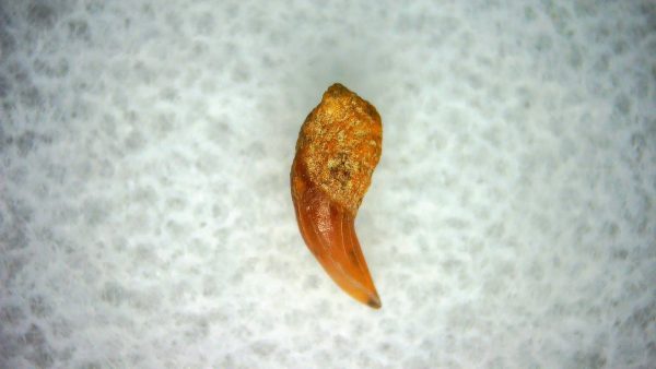 Cetorhinus Extinct Shark Tooth Fossil for Sale 40