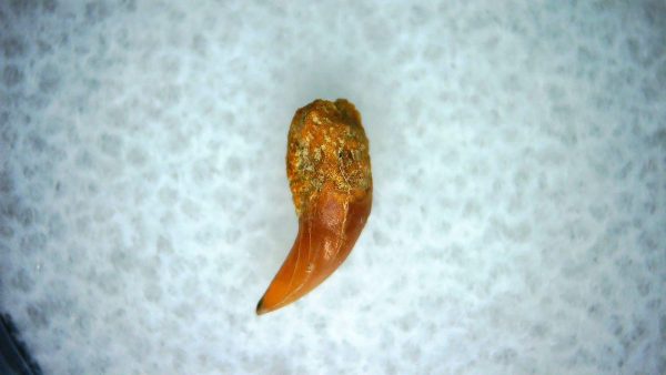 Cetorhinus Extinct Shark Tooth Fossil for Sale 40 - Image 2