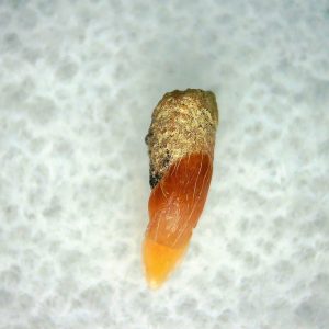 Cetorhinus Extinct Shark Tooth Fossil for Sale 41