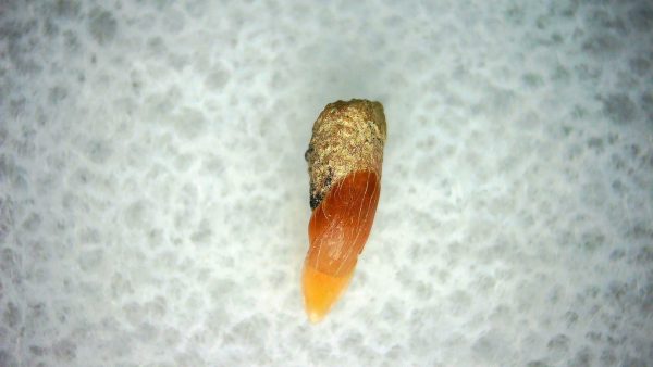 Cetorhinus Extinct Shark Tooth Fossil for Sale 41