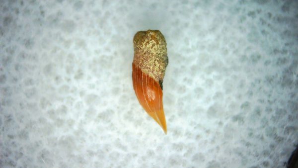 Cetorhinus Extinct Shark Tooth Fossil for Sale 41 - Image 2