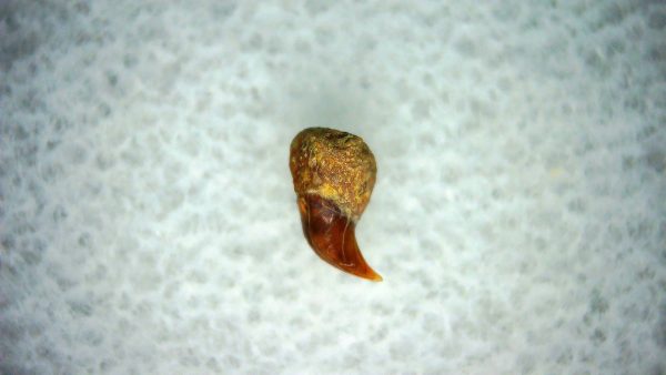 Cetorhinus Extinct Shark Tooth Fossil for Sale 42