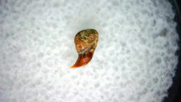 Cetorhinus Extinct Shark Tooth Fossil for Sale 42 - Image 2
