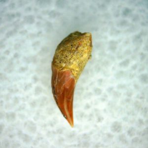 Cetorhinus Extinct Shark Tooth Fossil for Sale 43