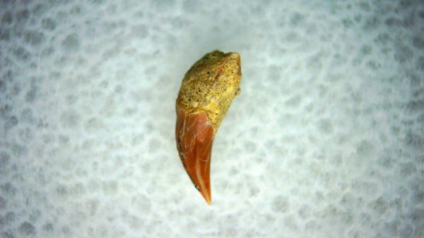 Cetorhinus Extinct Shark Tooth Fossil for Sale 43