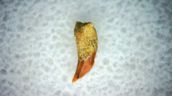 Cetorhinus Extinct Shark Tooth Fossil for Sale 43 - Image 2