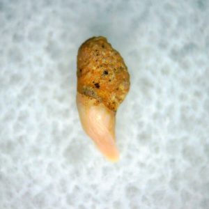 Cetorhinus Extinct Shark Tooth Fossil for Sale 44