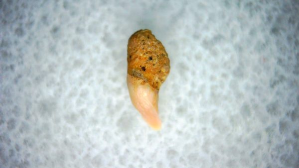 Cetorhinus Extinct Shark Tooth Fossil for Sale 44