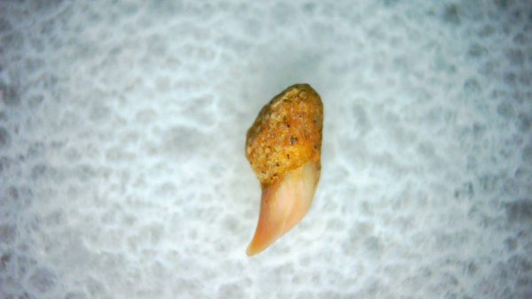 Cetorhinus Extinct Shark Tooth Fossil for Sale 44 - Image 2