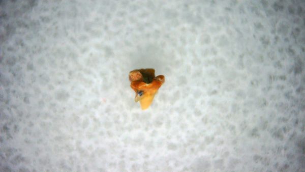 Heterodontus Extinct Shark Tooth Fossil for Sale 26