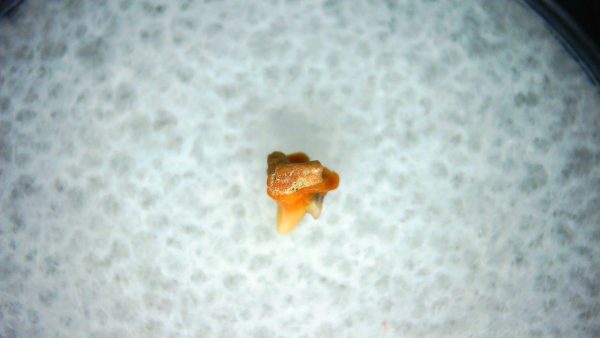 Heterodontus Extinct Shark Tooth Fossil for Sale 26 - Image 2