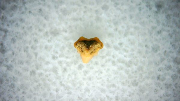 Heterodontus Extinct Shark Tooth Fossil for Sale 27
