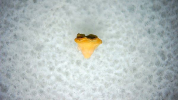 Heterodontus Extinct Shark Tooth Fossil for Sale 27 - Image 2