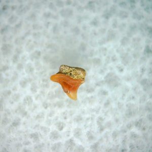 Heterodontus Extinct Shark Tooth Fossil for Sale 28