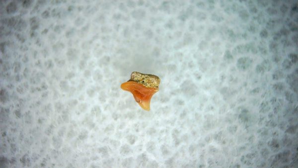 Heterodontus Extinct Shark Tooth Fossil for Sale 28