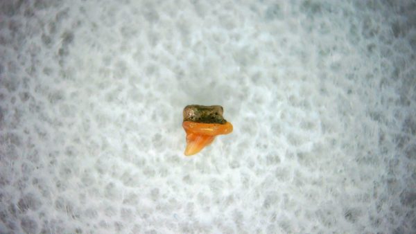 Heterodontus Extinct Shark Tooth Fossil for Sale 28 - Image 2